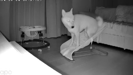 深夜2時のカメラに…