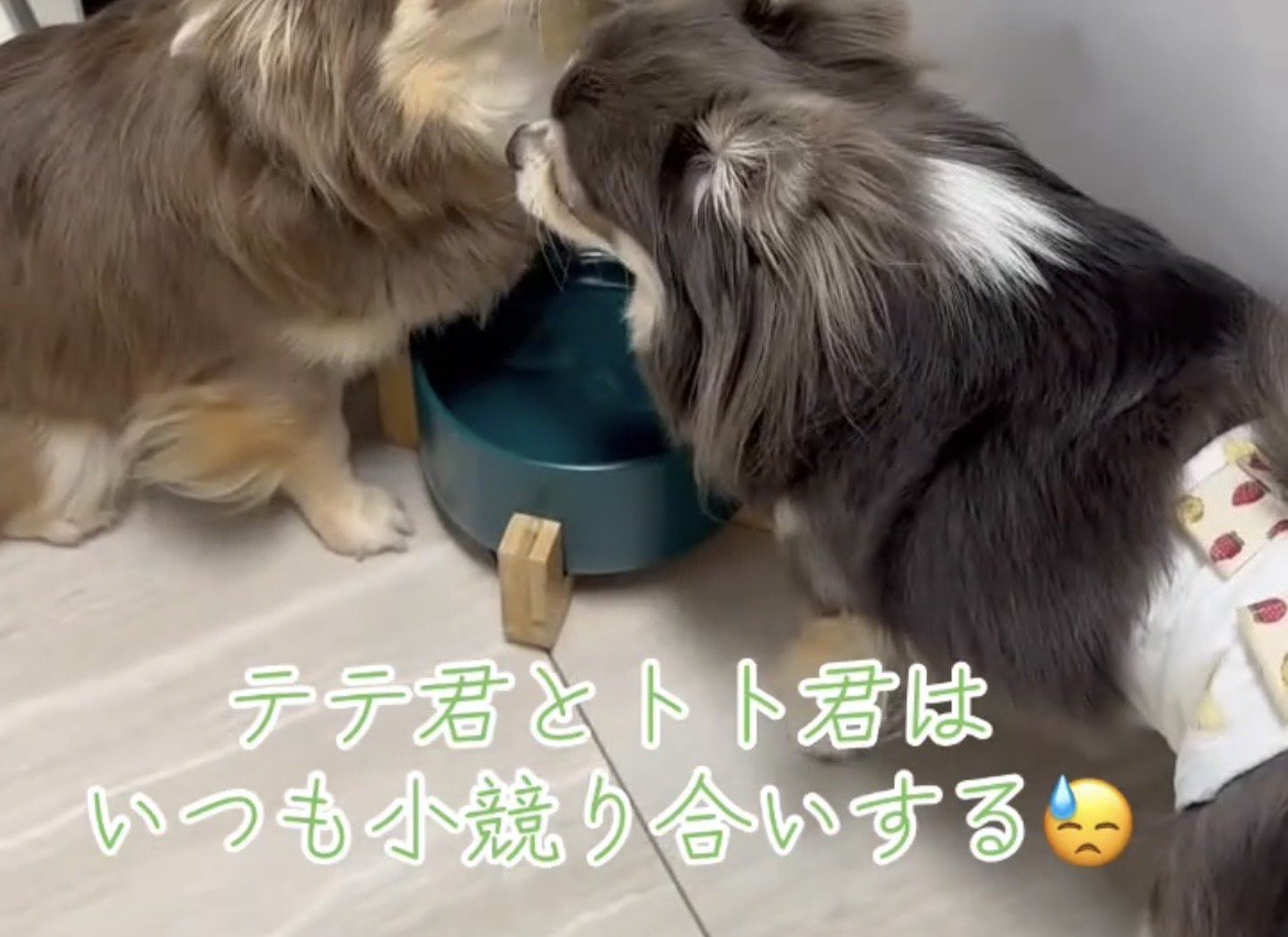 水飲み皿の前で向かい合う2匹の犬