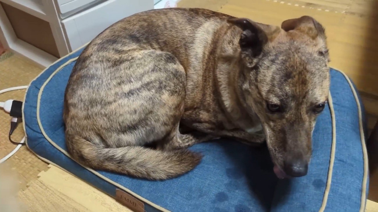 りゅうさんを励ますもかちゃん3