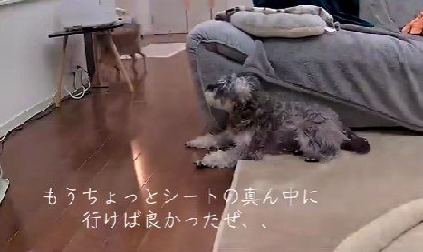 葛藤中のアモルちゃん