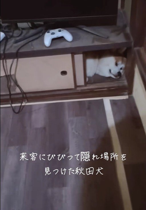 お客さんが来た時のひめちゃん3