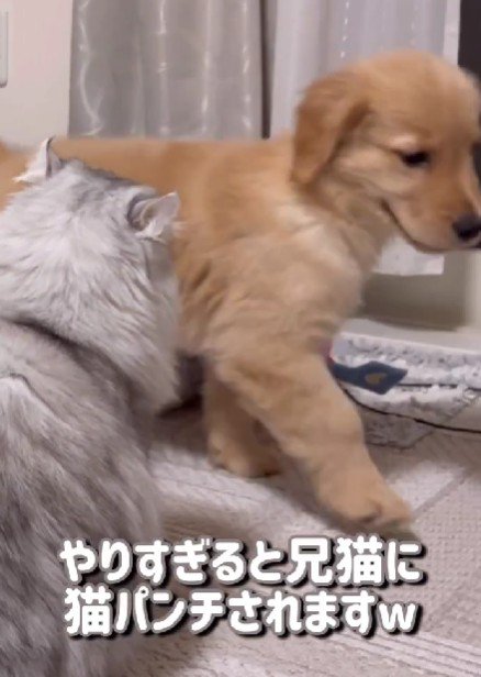 やりすぎて怒られた