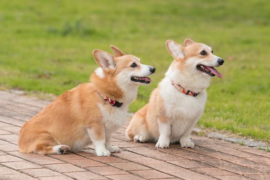 『2匹目の犬』をお迎えする時にしてはいけないNG行為5選 | わんちゃんホンポ
