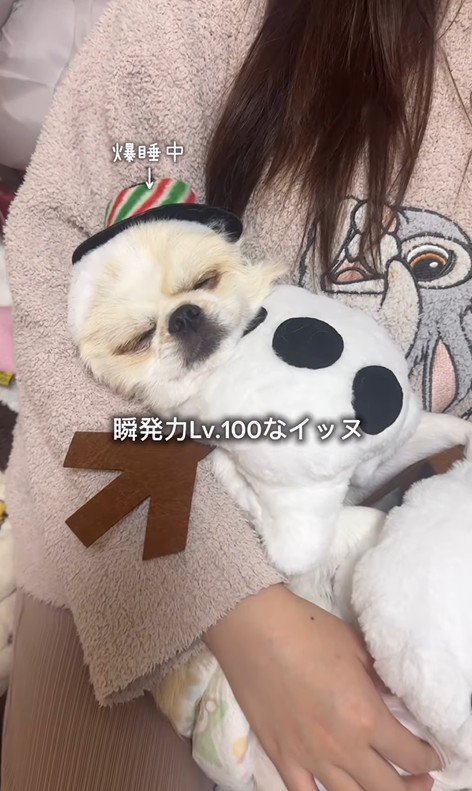 ぽてと君の瞬発力