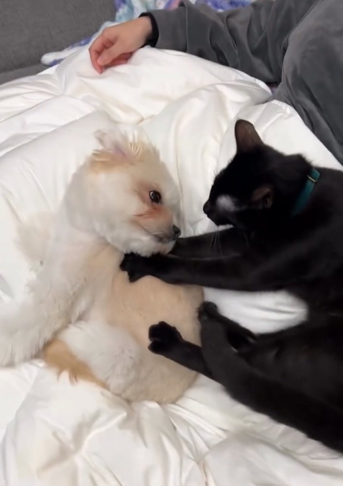 マッサージする猫