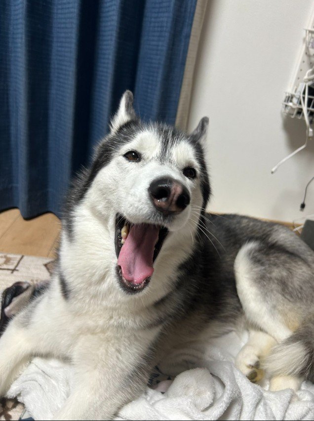 ラニちゃんがあくびをする瞬間3