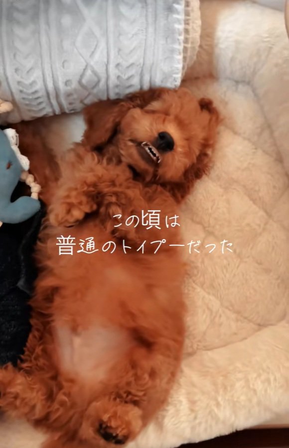子犬のラテくん
