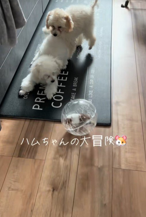 冒険中のハムスターとワンコたち8