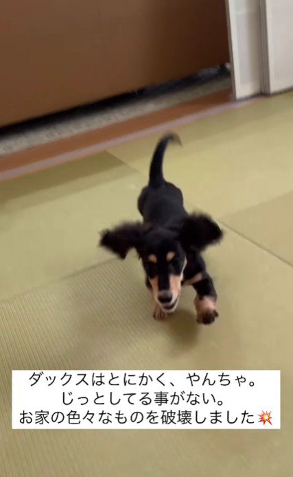 部屋を走り回るラックちゃん