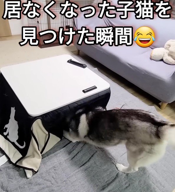 コタツの中に入って…