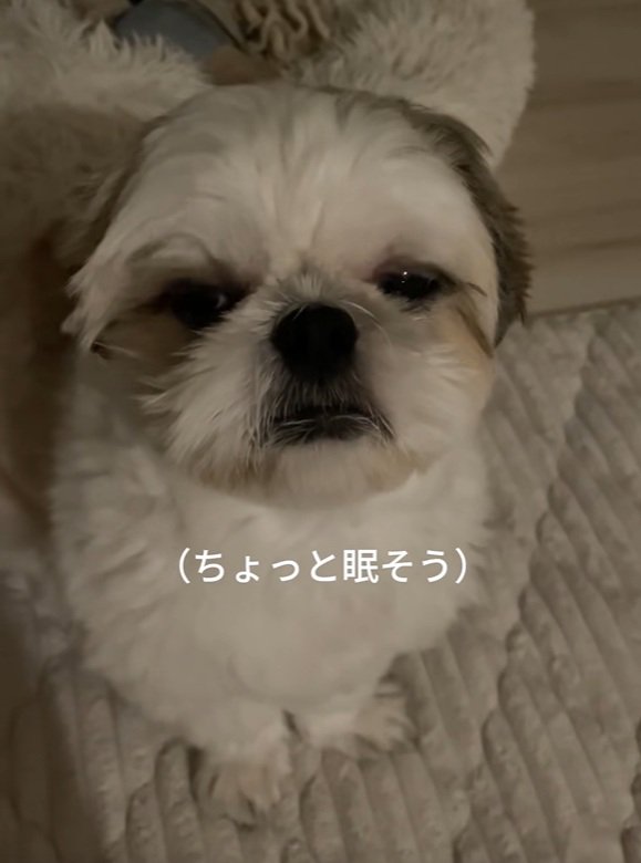 眠そうなちろ君