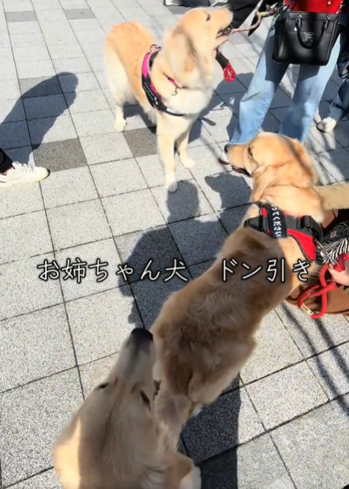 3匹の犬2