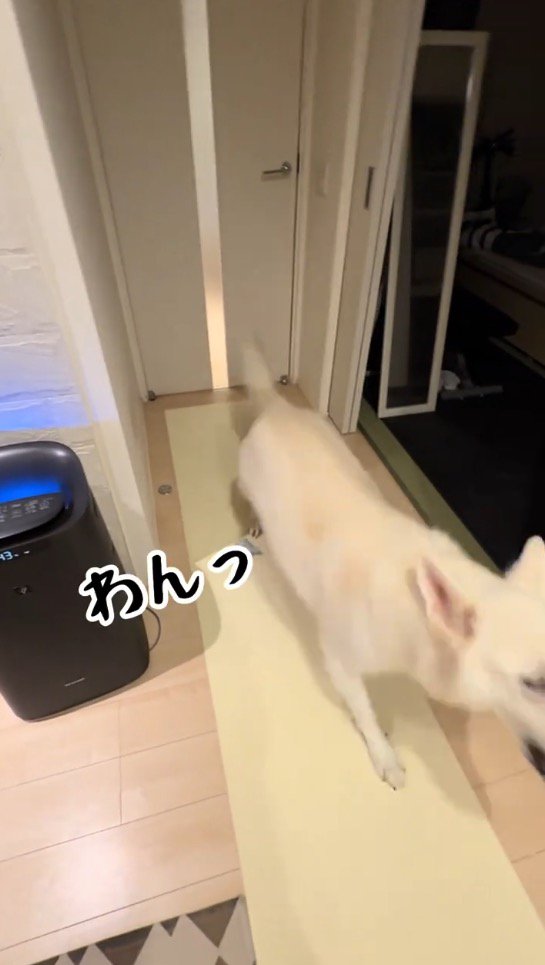 男性の気配を感じて吠える犬