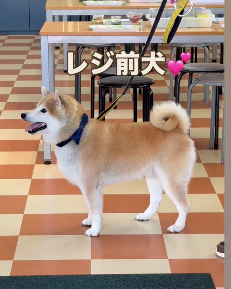 レジ前で待っている犬