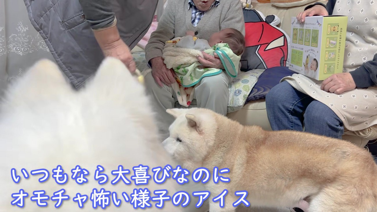 アイスちゃんはちょっぴり警戒？