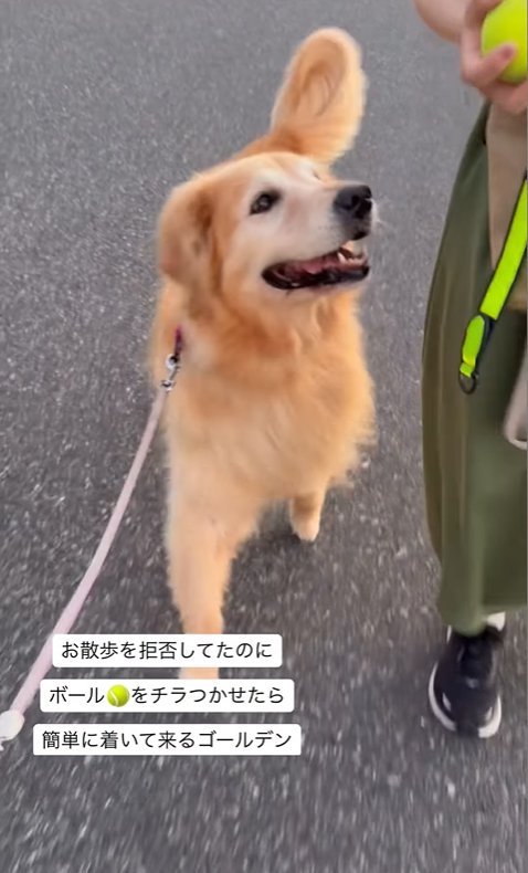 散歩拒否していたけどボールにつられた大型犬