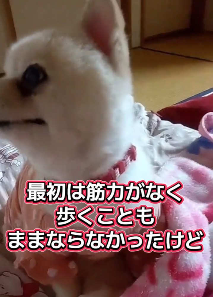 周囲を見回す犬2
