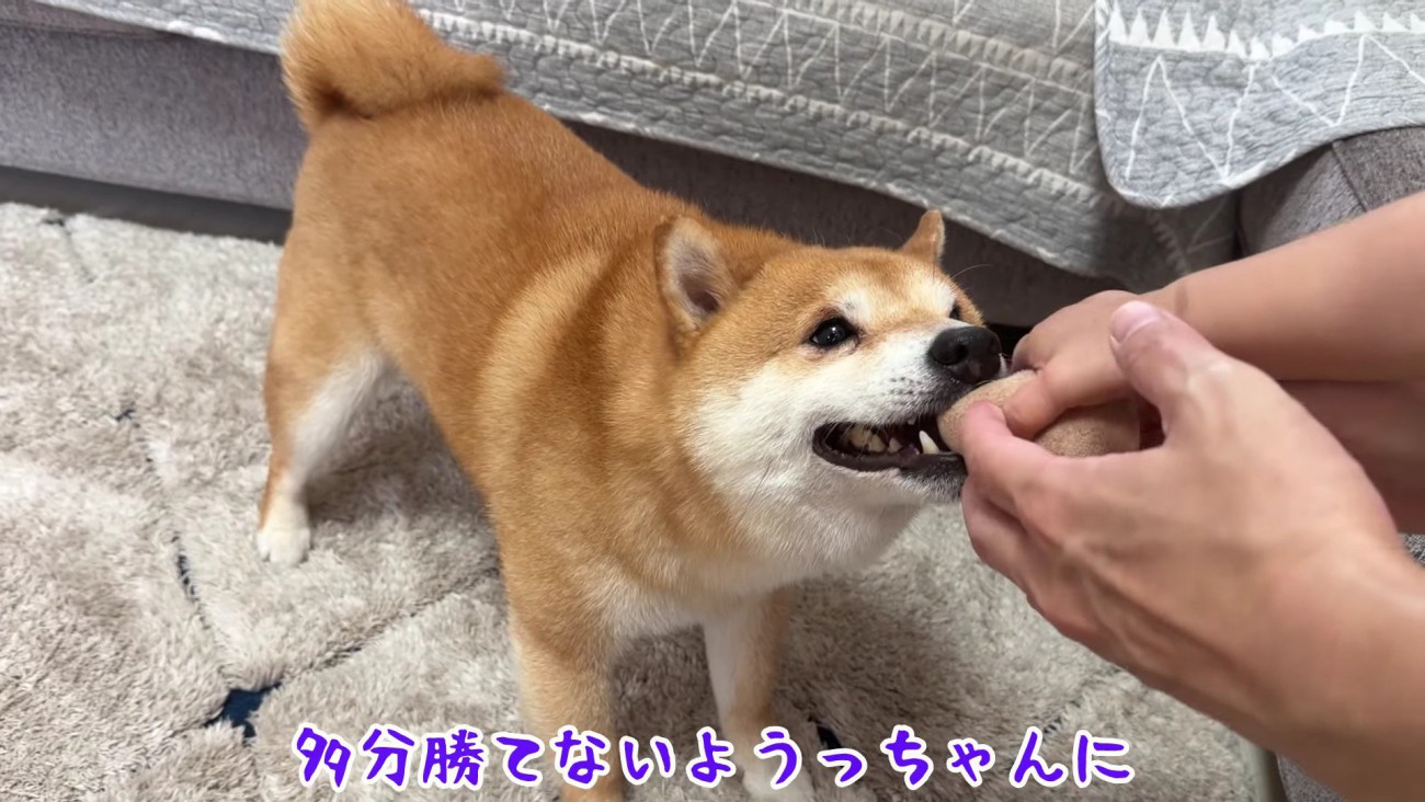 うにくんはボール遊びが大好き！