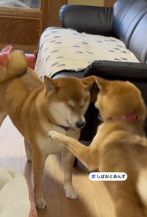 行く手をふさぐあんずちゃん