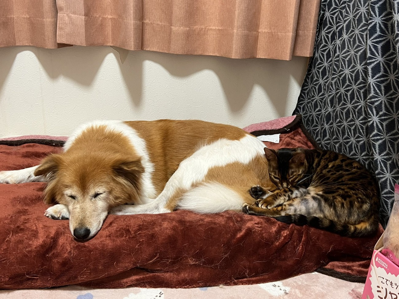保護猫