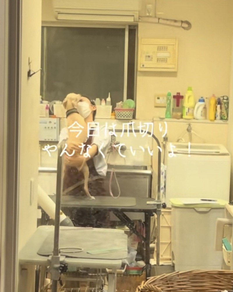 お姉さんにハグ犬「今日は爪切りやんなくていい」