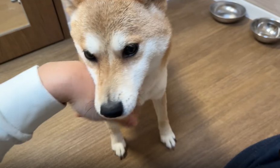 あごを乗せる犬