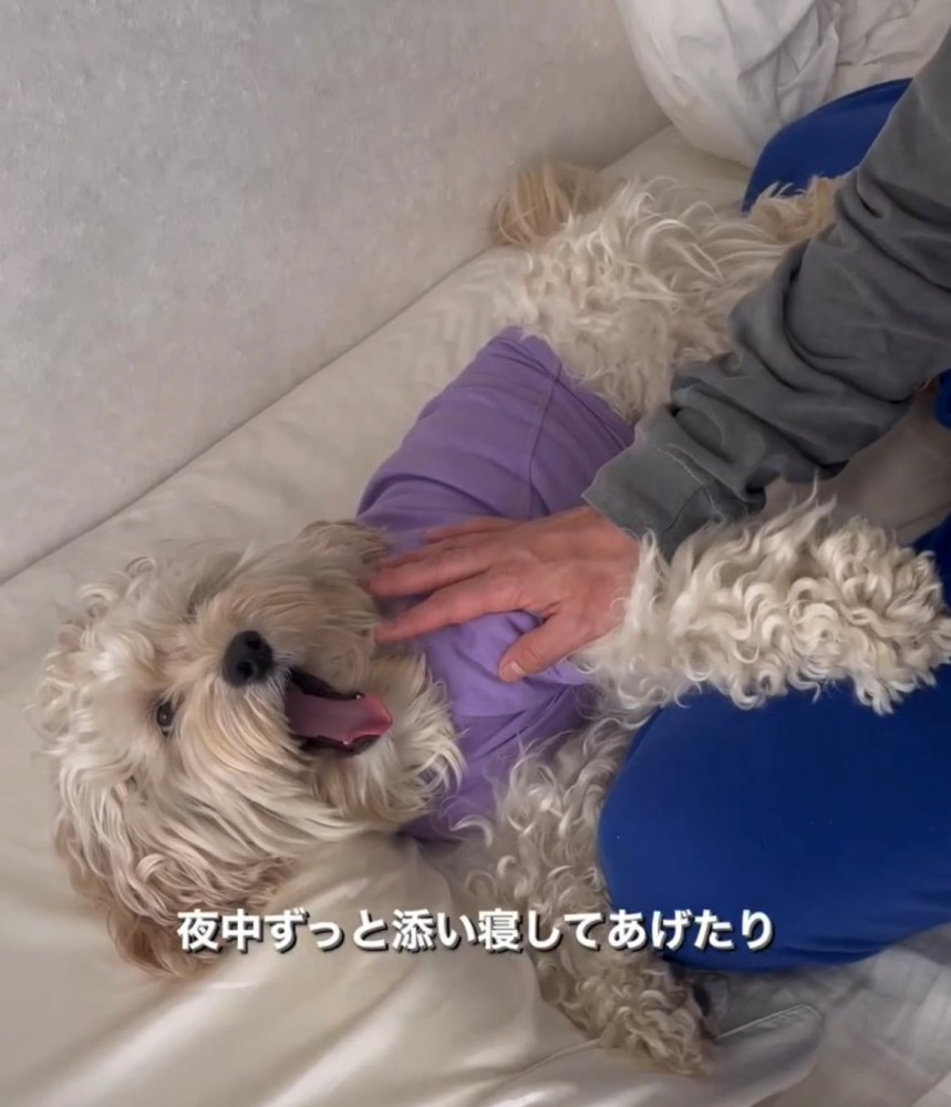 添い寝しながらあくびする犬