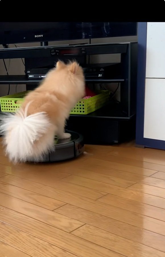 テレビ台にぶつかりそうなきなこちゃん