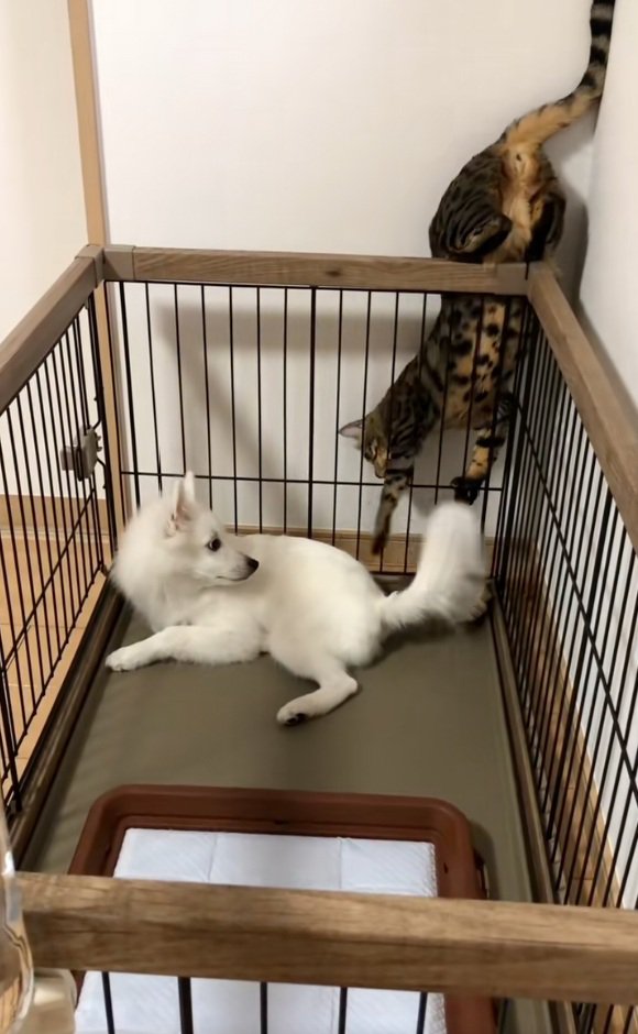 柵の間からツンツンするナルちゃん