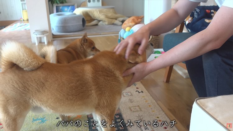 飼い主を慰める柴犬