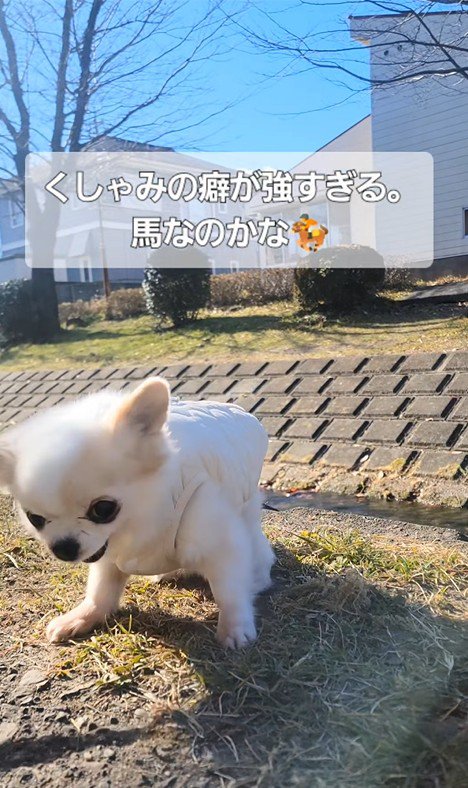 たねちゃんのくしゃみ7