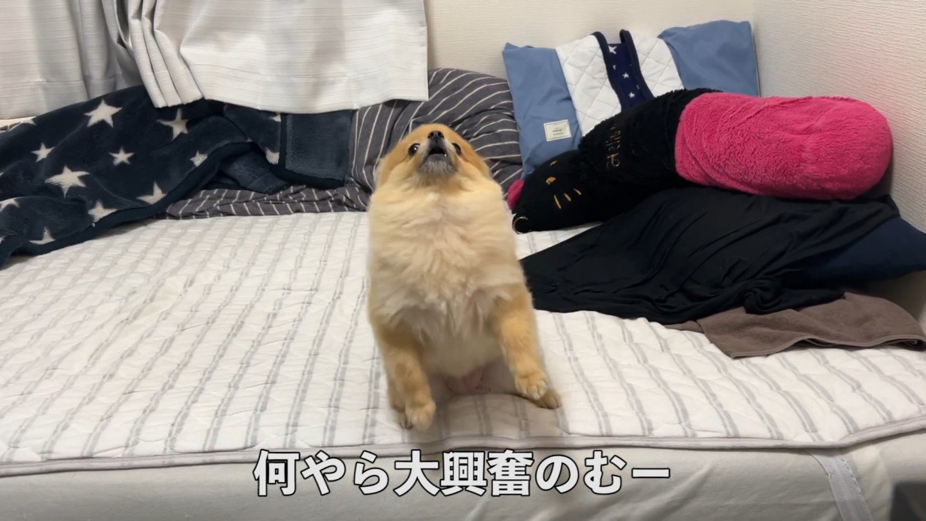 何かを訴えるむぎちゃん2