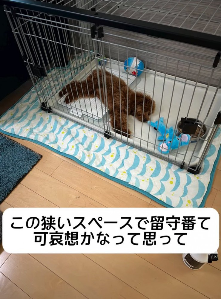 ケージで眠る犬