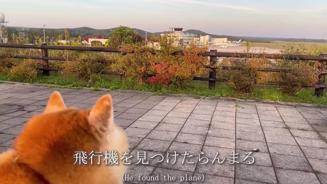 飛行機が飛んでるよ