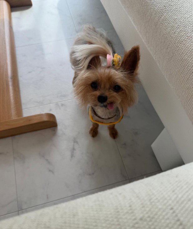 ヨークシャーテリアのゆめのちゃん