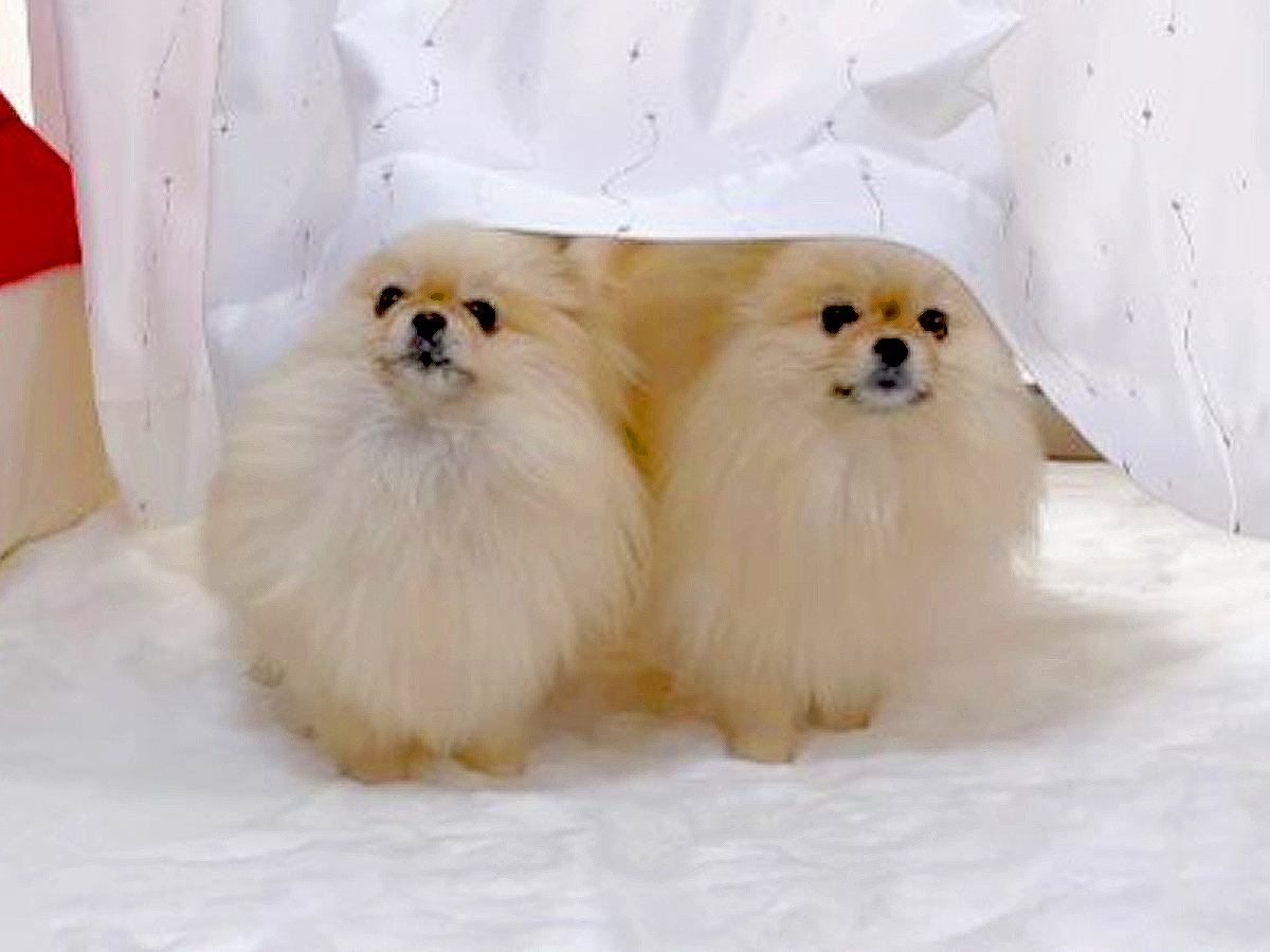 2匹の犬に『いないいな～い』と言ってみた結果…可愛すぎる