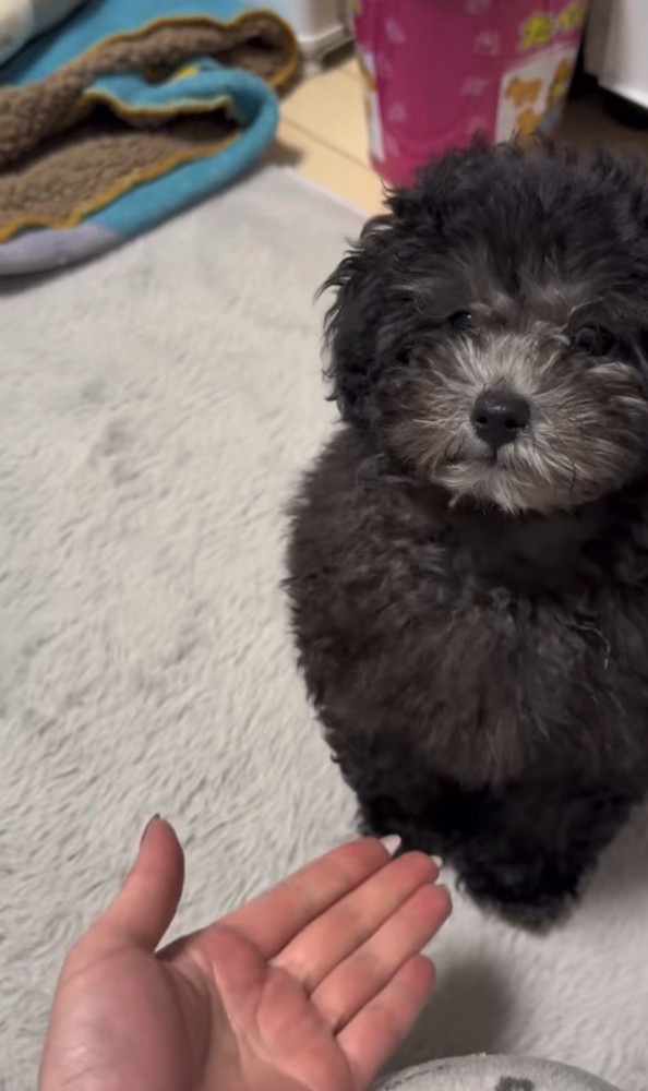 手を出す飼い主