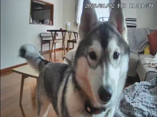 お留守番が嫌で不満顔