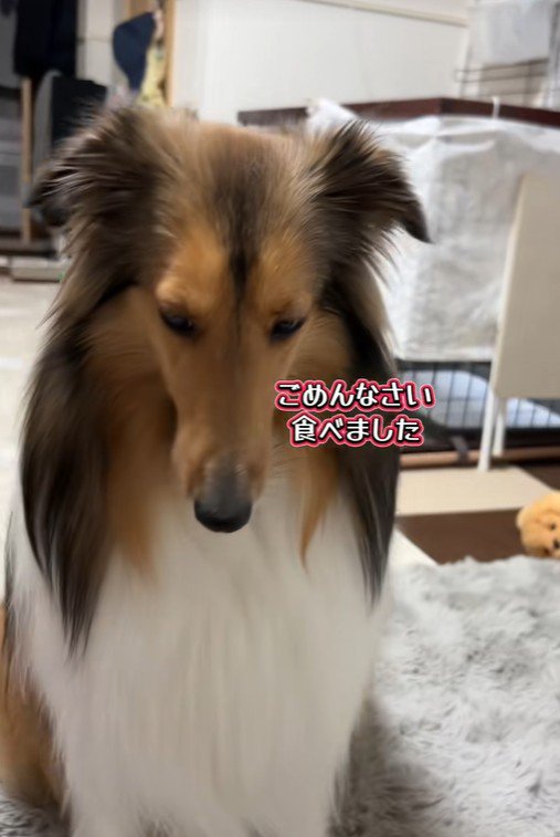 「ごめんなさい」としょぼーん