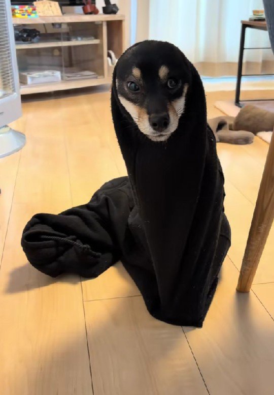 ズボンと犬のMIXかな？