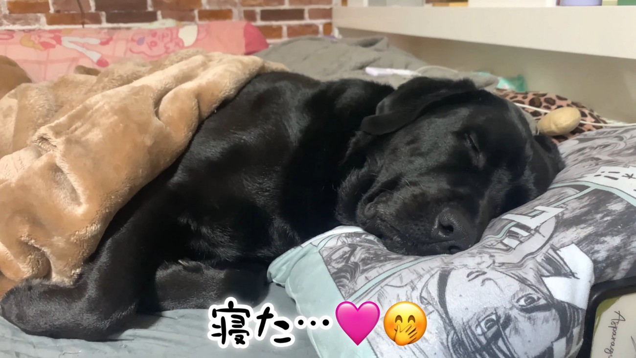ムニくんのお散歩拒否⑩