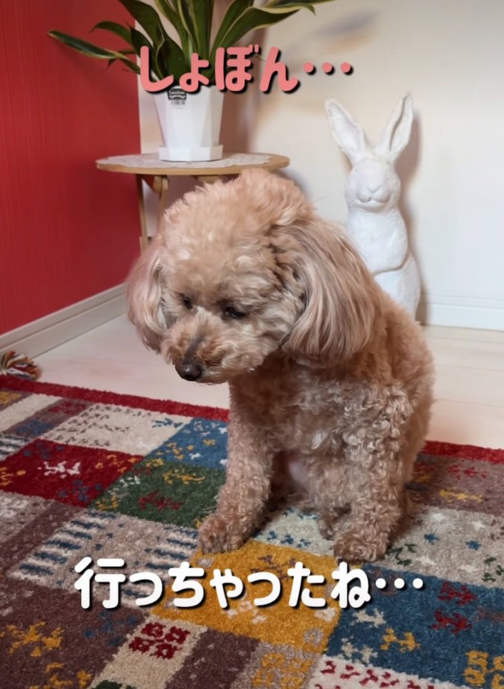 落ち込んで俯く犬