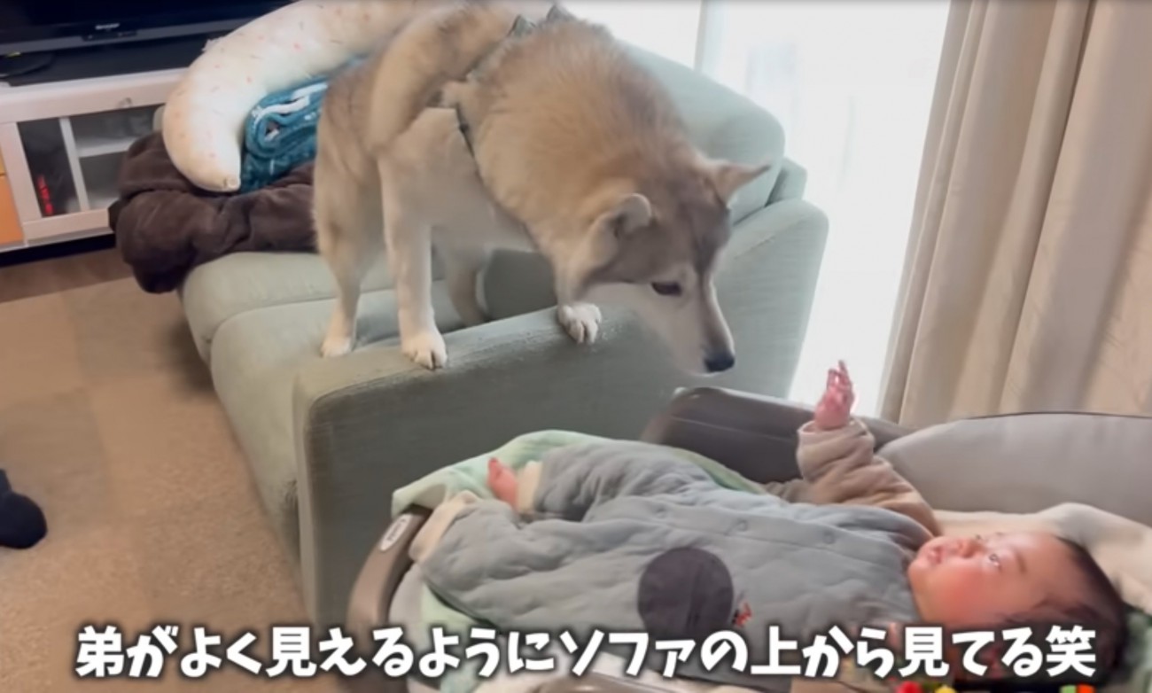 赤ちゃんを覗き込む犬