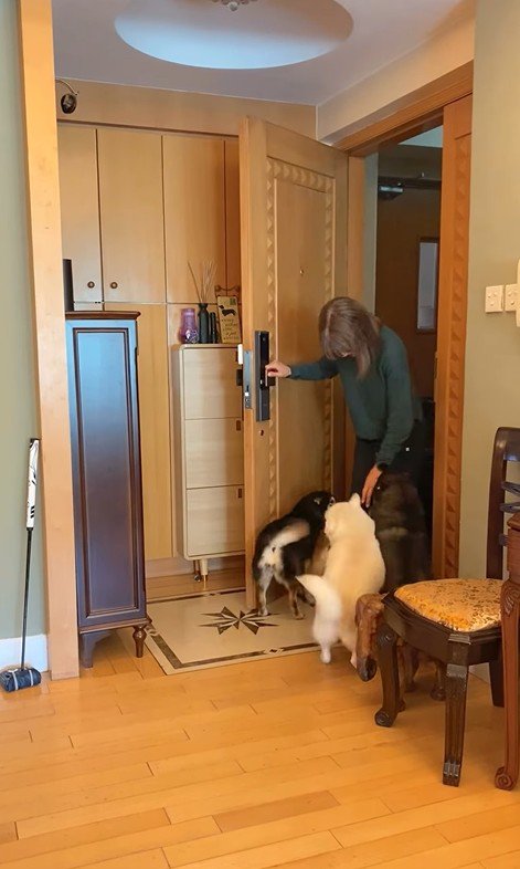 柴犬4匹の熱烈歓迎5