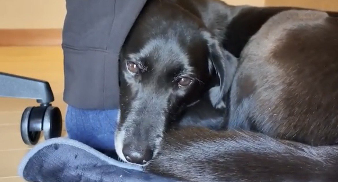 パパの足元で顔を寄せる犬