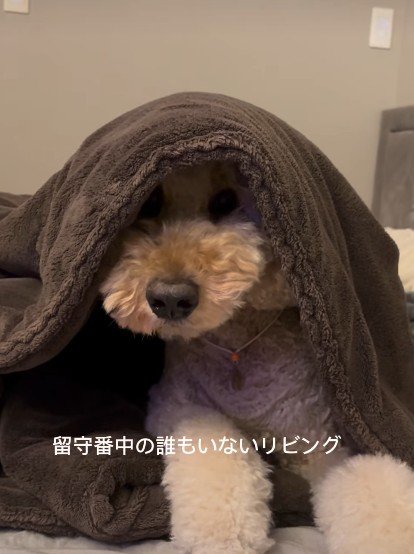 留守番中の愛犬を見てみたら…