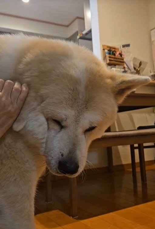 寒い日の朝の駄偉助くん6