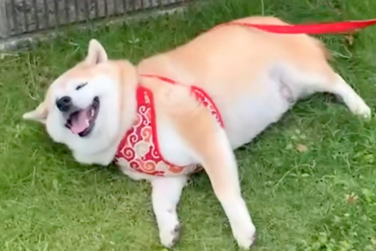 お出かけをする犬→途中で『動物病院への道』と気付いてしまい…想像以上の『全力拒否』が164万再生「嫌だよねw」「小さな抵抗が可愛い」