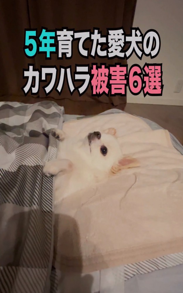 布団で眠るチワワ