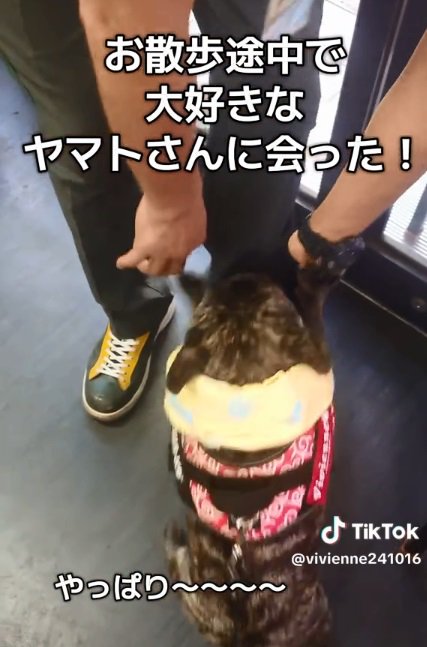 確信したヴィヴィちゃん